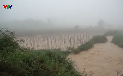 Hàng chục héc-ta rau màu tại Lâm Đồng bị ngập nặng