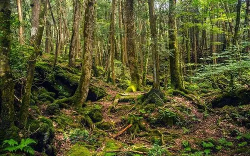 Chính phủ ban hành nhiều chính sách mới đầu tư bảo vệ rừng nhà nước