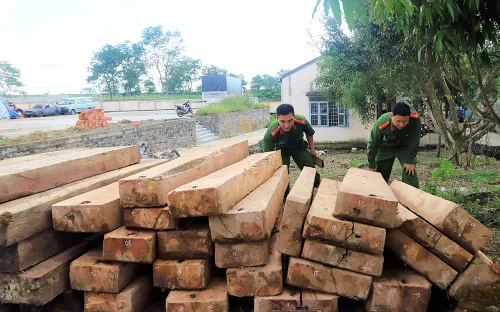Lâm Đồng: Triệt phá nhóm lâm tặc khai thác gỗ trái phép