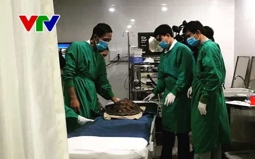 Đà Nẵng: Lần đầu tiên nội soi cứu rùa biển bị mắc dị vật trong đại tràng