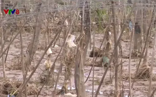 Ninh Thuận: Không để người dân thiếu đói sau lũ