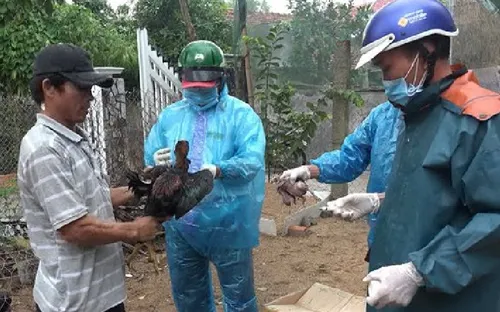 Phú Yên: Nỗ lực tiêm phòng bao vây ổ dịch cúm gia cầm