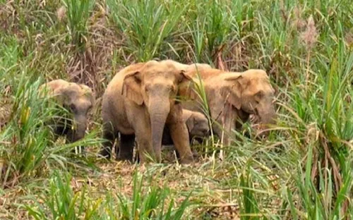 Nghệ An: Đàn voi rừng tiến gần bản làng