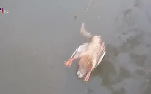 Nguy cơ lây cúm gia cầm từ việc vứt xác động vật chết xuống kênh, rạch