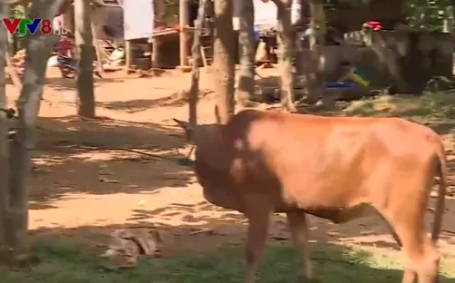 Xuất hiện dịch lở mồm long móng tại Quảng Trị