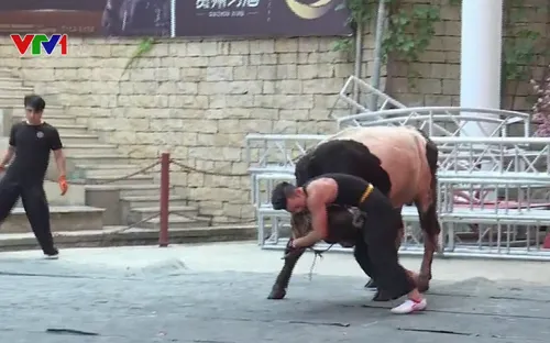 Thú vị môn thi đấu vật giữa bò và người