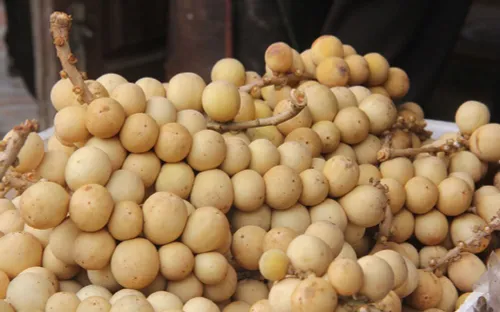 Mùa lòn bon Tiên Phước (Quảng Nam)