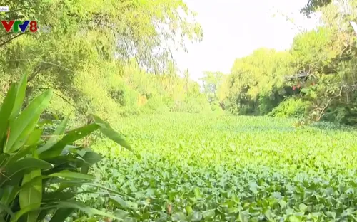 Ô nhiễm dòng sông do bèo sinh trưởng nhanh