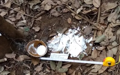 Hàng trăm cây cao su bị phá hoại trong đêm