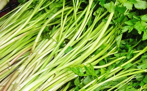 Thương lái các nước quan tâm đến rau cần Việt