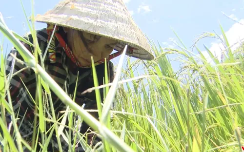 Nâng cánh ước mơ số 50/2018 (20h55 thứ Tư, 12/12 trên VTV8)