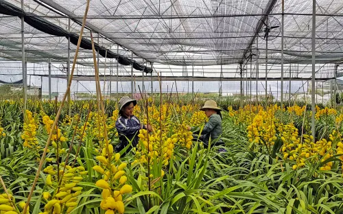 Đà Lạt trồng 1.500ha hoa phục vụ dịp Tết