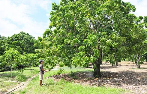 Người dân Khánh Hòa có nguy cơ mất trắng vụ xoài Tết