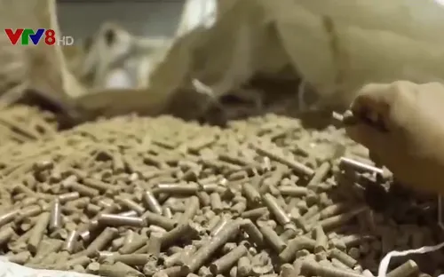 Hợp tác sản xuất viên nén năng lượng từ gỗ rừng trồng