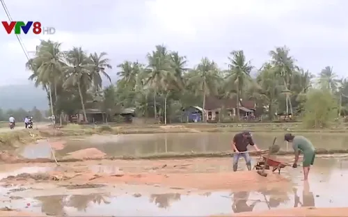 Bình Định điều chỉnh lịch vụ mùa do ảnh hưởng mưa lớn