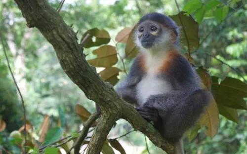 Khẩn cấp bảo tồn voọc Chà vá chân xám tại Quảng Nam