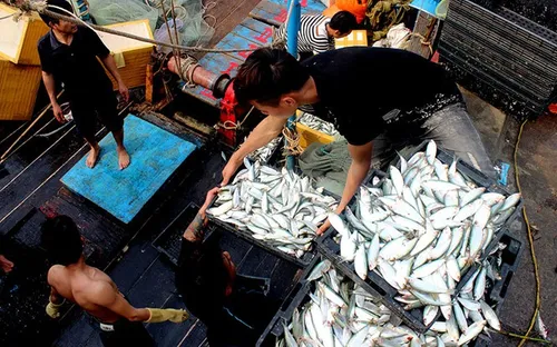 Ngư dân Hà Tĩnh được mùa cá trái vụ