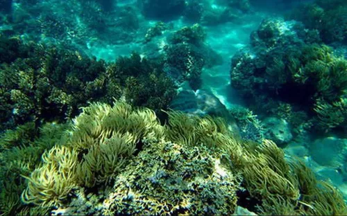 Hồi sinh nhiều giống san hô ở Khánh Hòa