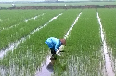 Đà Nẵng, Quảng Nam gấp rút triển khai vụ lúa Đông Xuân
