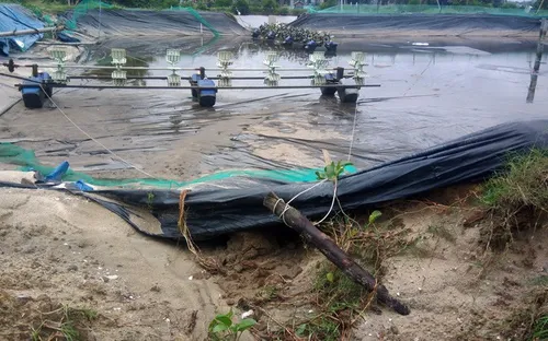 Quảng Nam thất thu tôm trái vụ