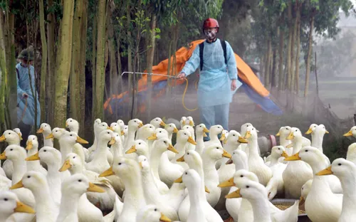 Dịch cúm gia cầm và lở mồm long móng bùng phát trở lại