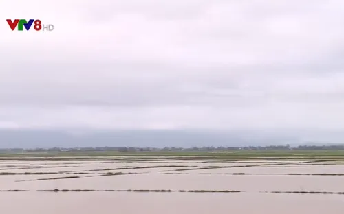 Gần 10.000 ha lúa mất giống do mưa muộn