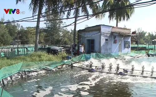 Quảng Nam: Hỗ trợ 35 nghìn tôm giống cho vùng tôm chết hàng loạt