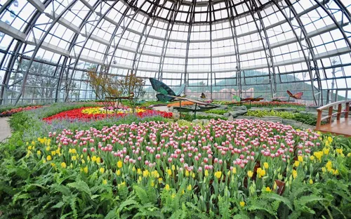 Lễ hội tulip lớn nhất Việt Nam ở Vinpearl Nha Trang