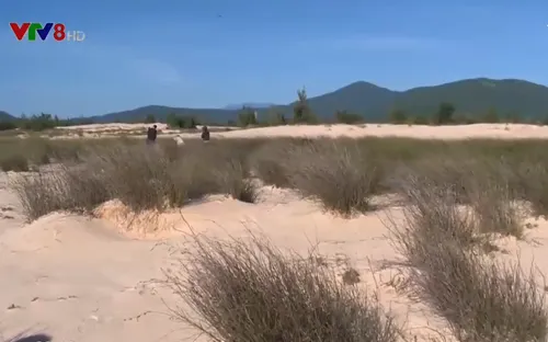 Cỏ năng miền gió cát - Thông điệp về sức sống dịệu kỳ