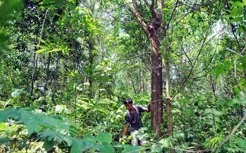 Thừa Thiên Huế tăng hiệu quả từ trồng rừng gỗ lớn