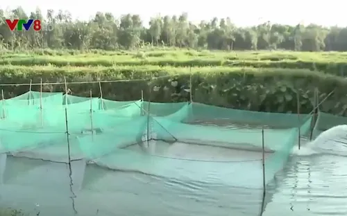 Đà Nẵng áp dụng nuôi thủy sản sinh học thân thiện với môi trường