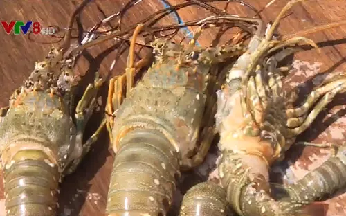 Khánh Hòa: Tôm hùm chết hàng loạt không rõ nguyên nhân