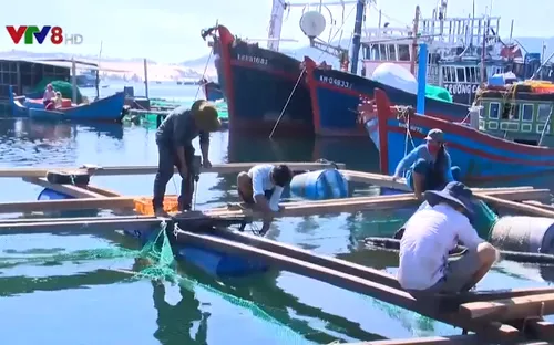 Cảnh báo tảo độc trên Vịnh Vân Phong