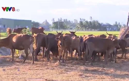 Hết nắng hạn, nông dân Ninh Thuận tiếp tục lo cứu gia súc sau mưa lũ