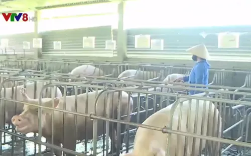 Thừa Thiên Huế ban hành kế hoạch ứng phó khẩn cấp với  dịch tả lợn châu Phi