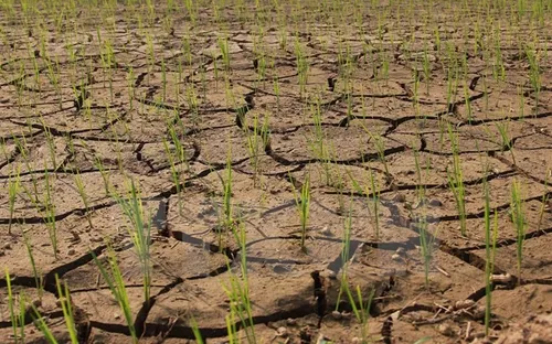 Đà Nẵng ứng phó với nhiễm mặn, hạn hán và Elnino