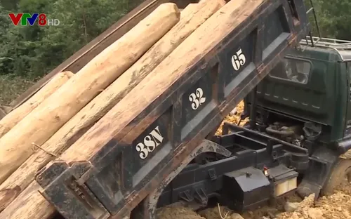 Hà Tĩnh: Phức tạp tình trạng vận chuyển gỗ lậu cuối năm