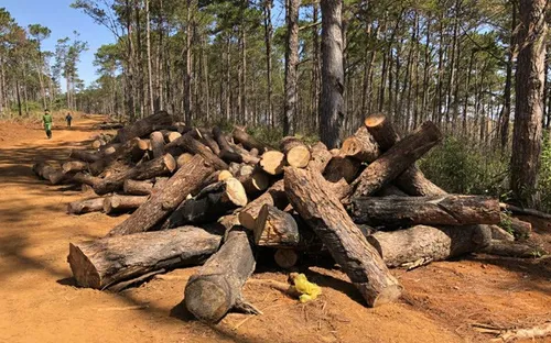 Vụ phá rừng cộng đồng ở Đắk Nông: Khởi tố, bắt tạm giam một đối tượng