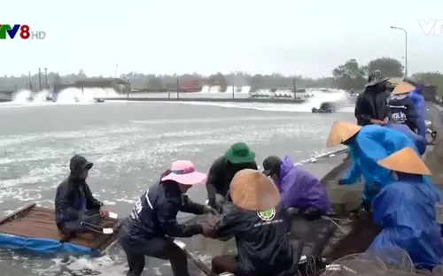 Người nuôi tôm ở Thừa Thiên Huế trúng đậm dịp Tết