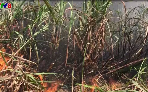 Vụ hỏa hoạn tại cánh đồng mía ở Kon Tum: Cần sớm thu mua mía cho dân