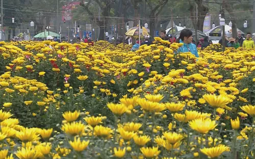 Sôi động thị trường hoa Tết tại Thừa Thiên Huế