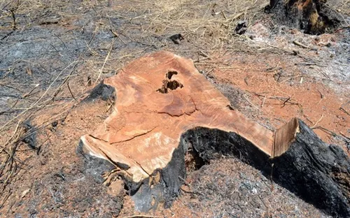 Tây Nguyên: Điểm nóng tranh chấp đất rừng