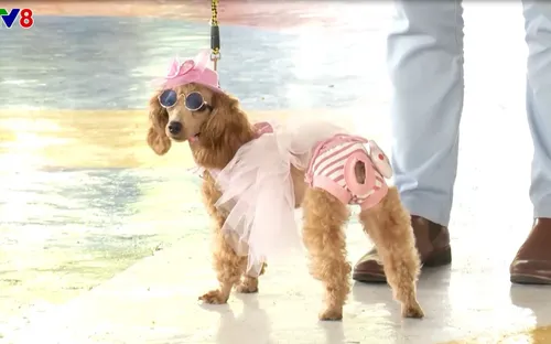 Cuộc thi "cún biểu diễn thời trang" tại Nha Trang