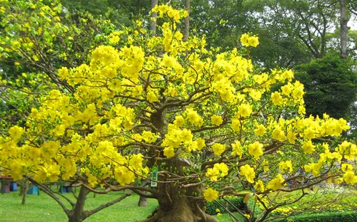 Độc đáo Hoàng Mai xứ Huế