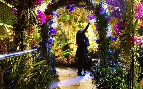 Lễ hội hoa lan Thái ở London, Anh - Điểm đến thú vị đầu tháng 3/2018