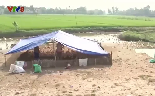 Thừa Thiên Huế phòng chống dịch cúm gia cầm dịp Tết