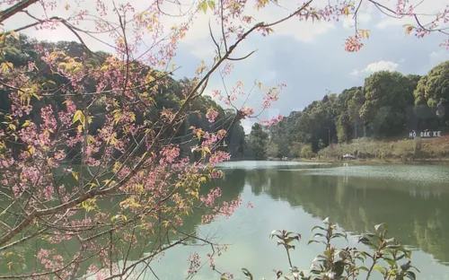 Mai anh đào về cùng mùa xuân ở Măng Đen, Kon Tum