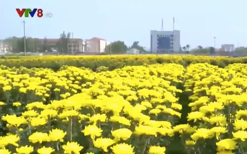 Giá cao vẫn không lãi - Nghịch lý thị trường hoa Tết vùng thiên tai