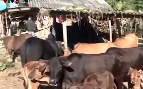 Nghệ An: Giá rét khiến trâu bò chết nhiều tại huyện Kỳ Sơn