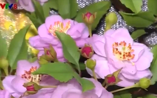 Hoa đất Đà Lạt - "loài hoa nở về đêm"